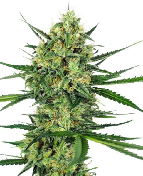Sensi Tangerine Sugar 3+1 Feminisiert